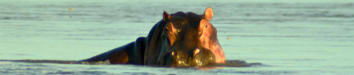 Hippo on boat safari
